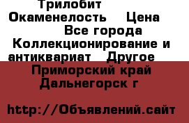 Трилобит Asaphus. Окаменелость. › Цена ­ 300 - Все города Коллекционирование и антиквариат » Другое   . Приморский край,Дальнегорск г.